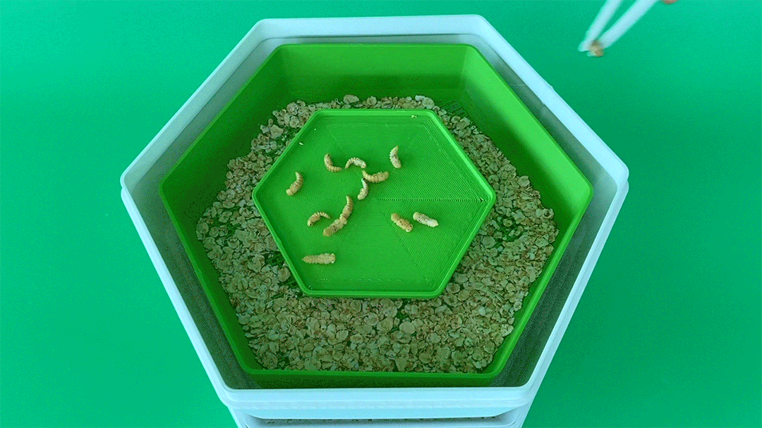 Pupae-move.gif