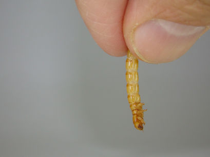 The insect protein sector: Is it the best option for humans and pets?
