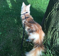 Podróże w kocim towarzystwie