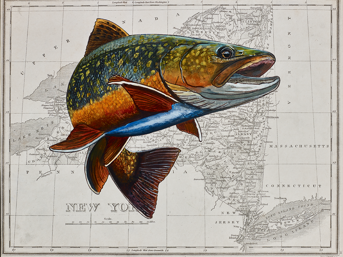 Brown Trout on Vintage Map of New York