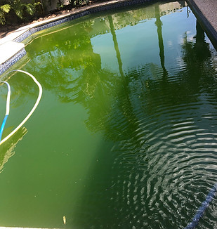 Pea soup green pool.jpg