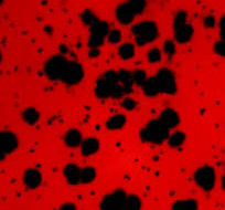 Mayco Ladybug ceramic glaze fired to Cone 06, deep red with black spots