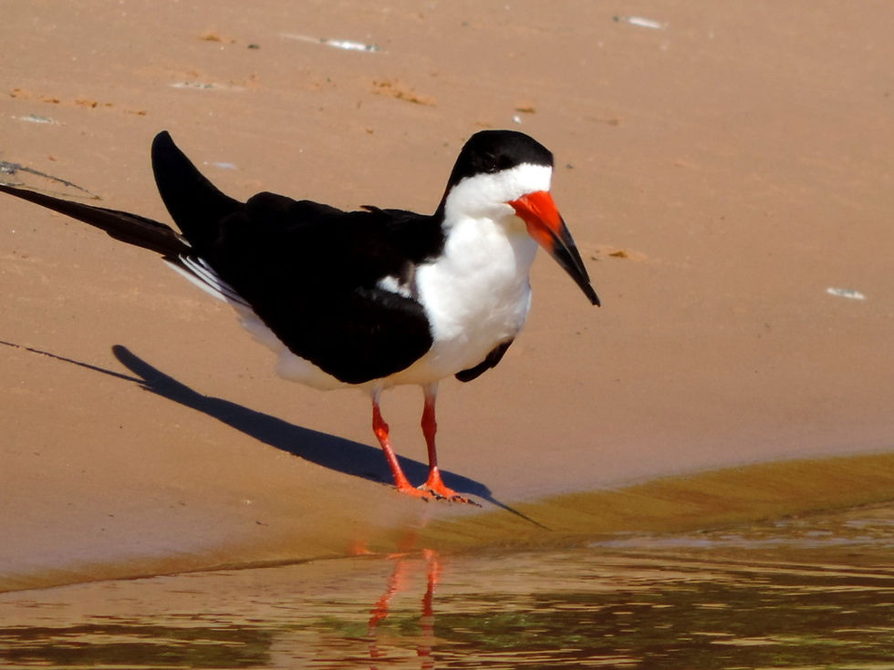 Brazil - Pantanal