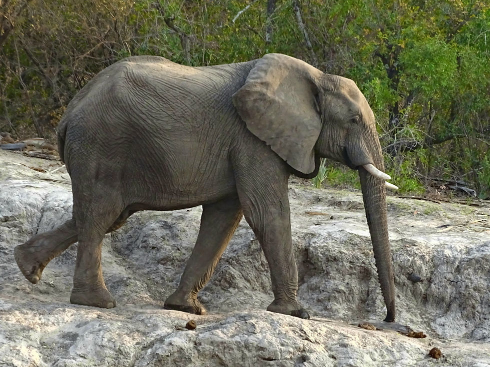 Zimbabwe