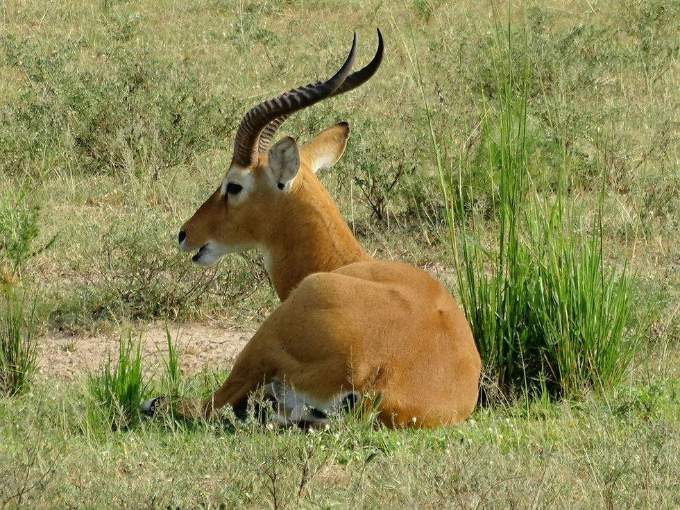 Uganda - Murchison Falls NP