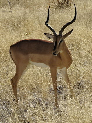 Namibia - Etosha NP