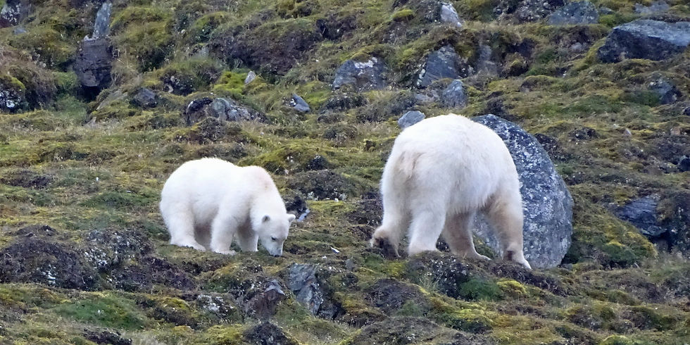 Norway - Svalbard
