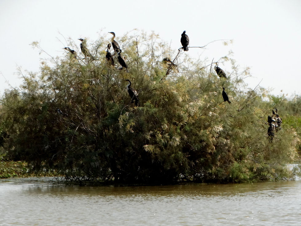 Senegal - around Saint-Louis