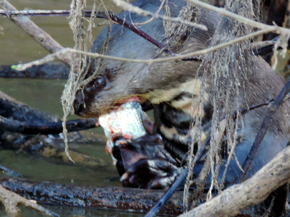 Brazil - North Pantanal