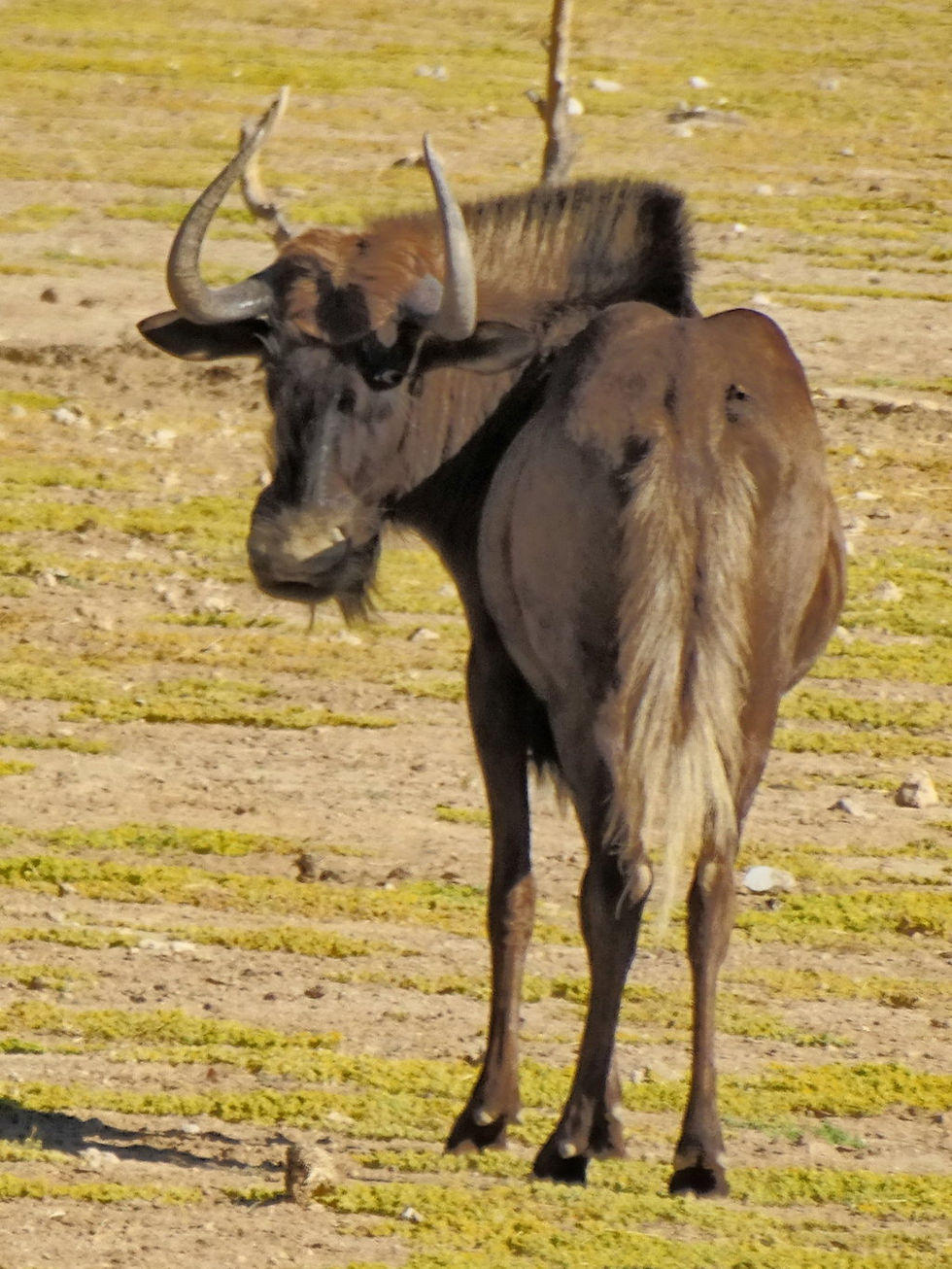 Namibia - Etosha NP