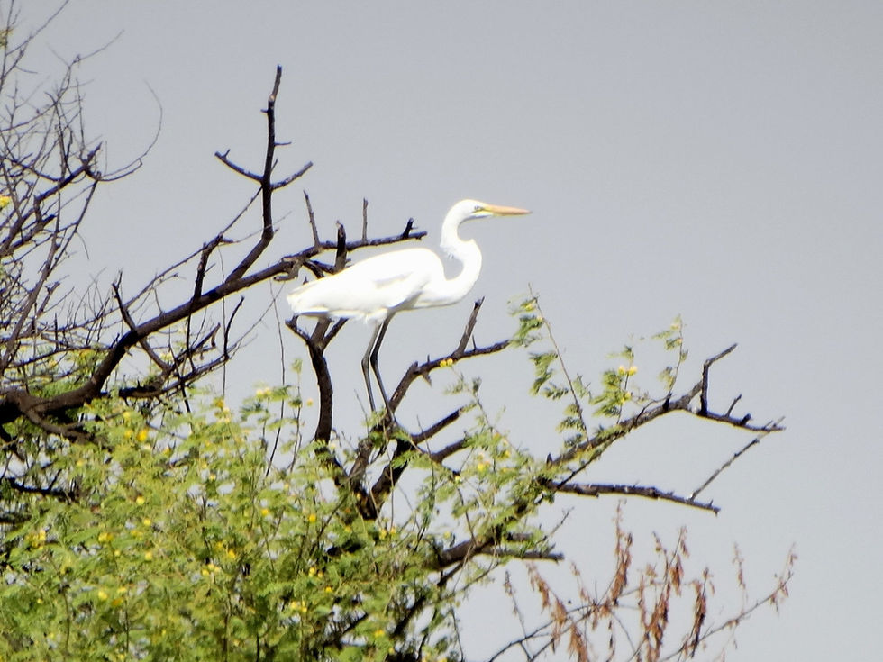 Senegal - around Saint-Louis