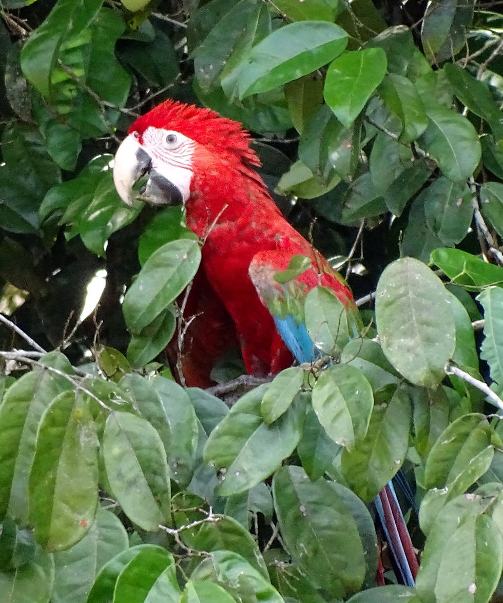 Suriname - Rainforest