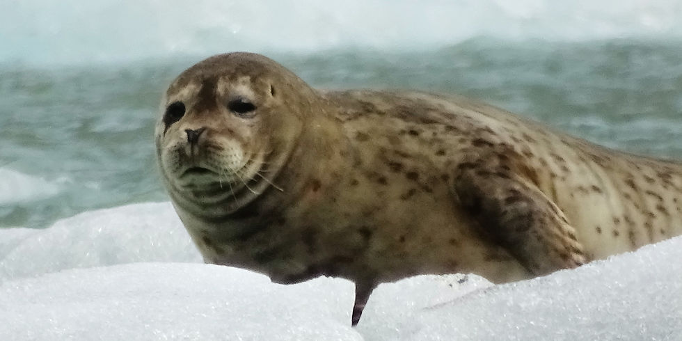 USA - Alaska