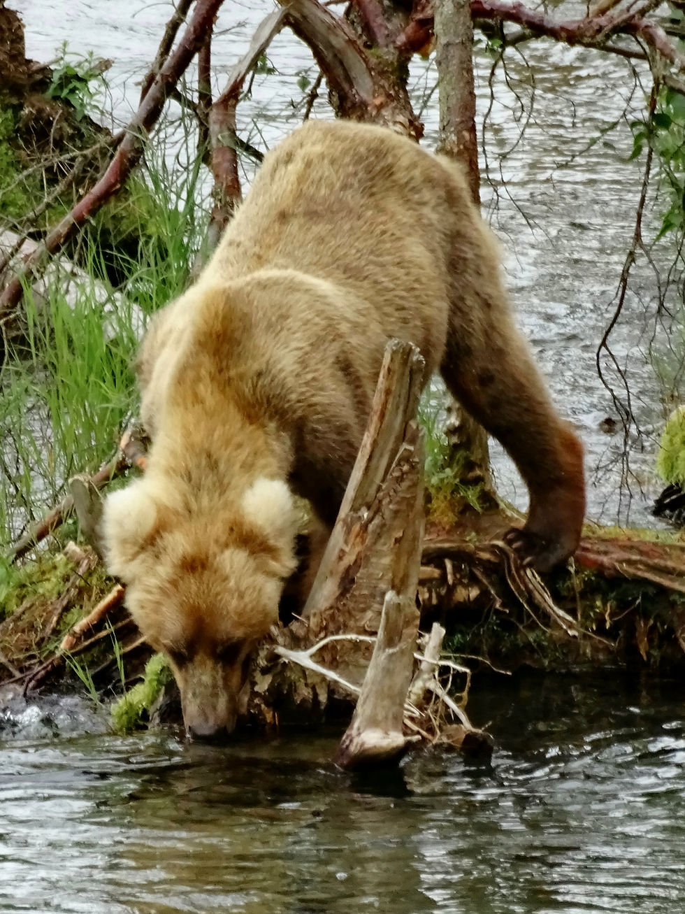 USA - Alaska - Katmai