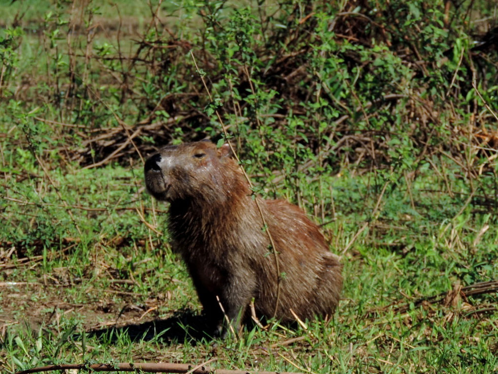 Brazil - North Pantanal