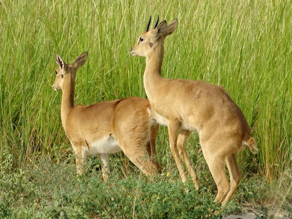 Uganda - Murchison Falls NP