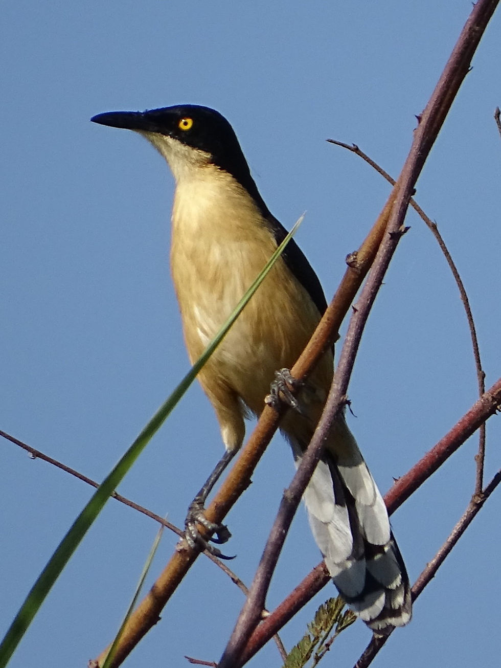 Brazil - North Pantanal