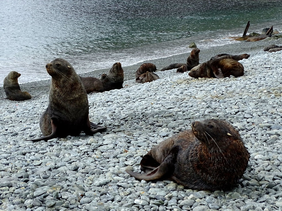Antarctica - south Orkneys