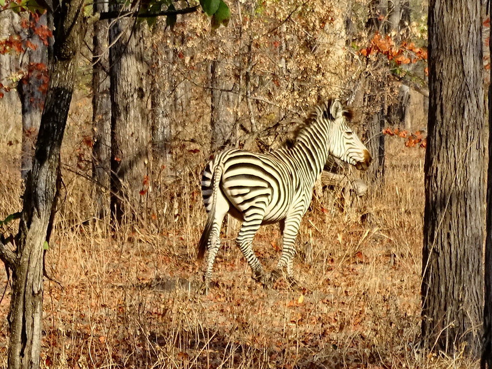 Malawi - Liwonde Nat Park