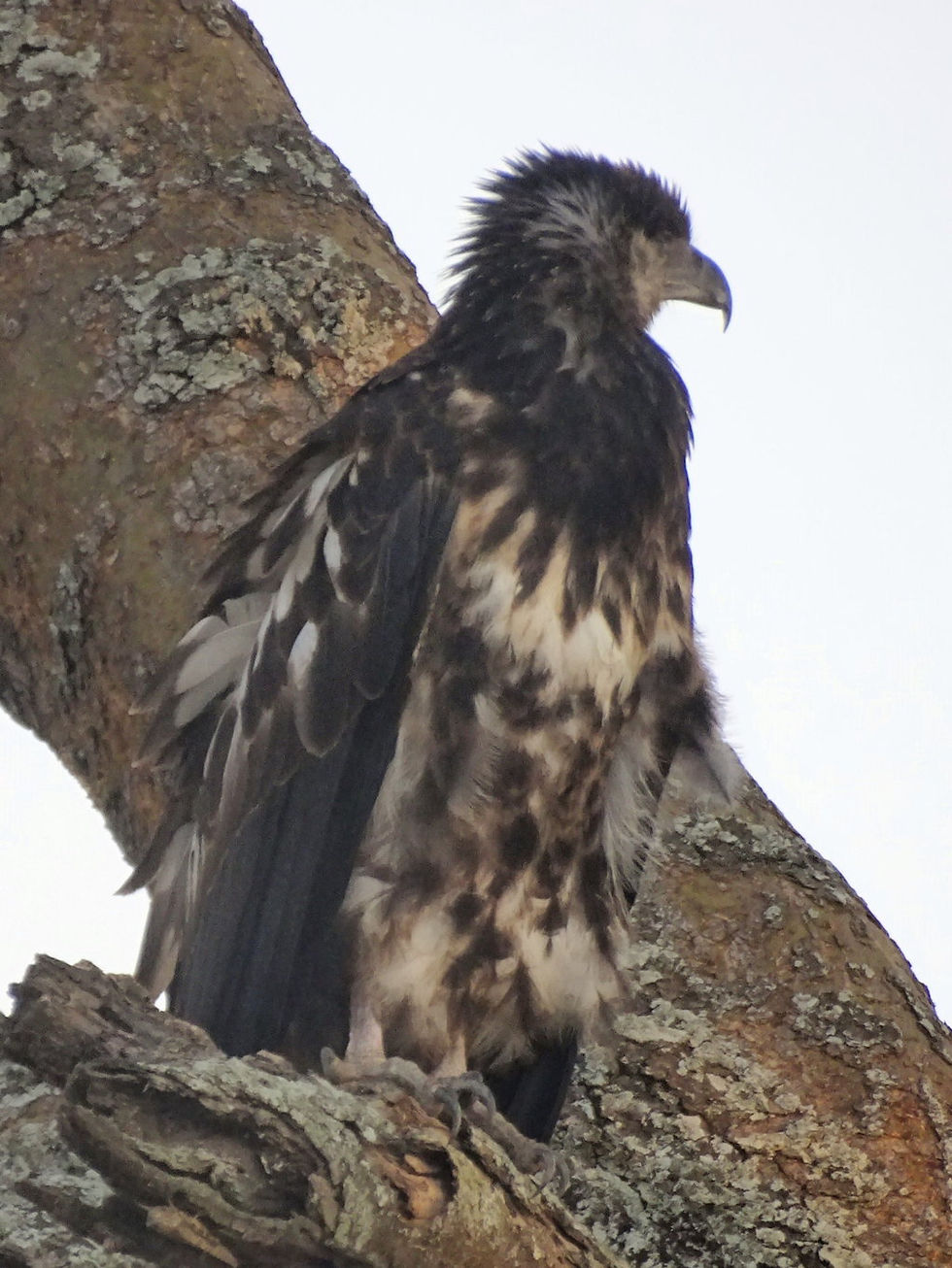Uganda - Queen Elizabeth NP