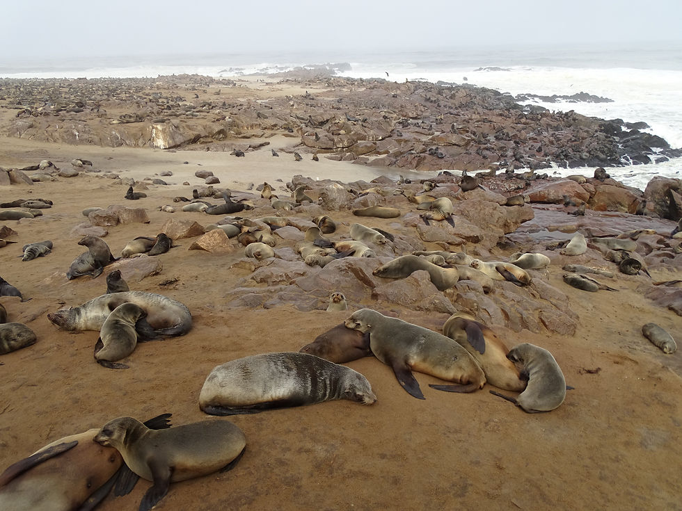 Namibia -Cape Cross - Seals