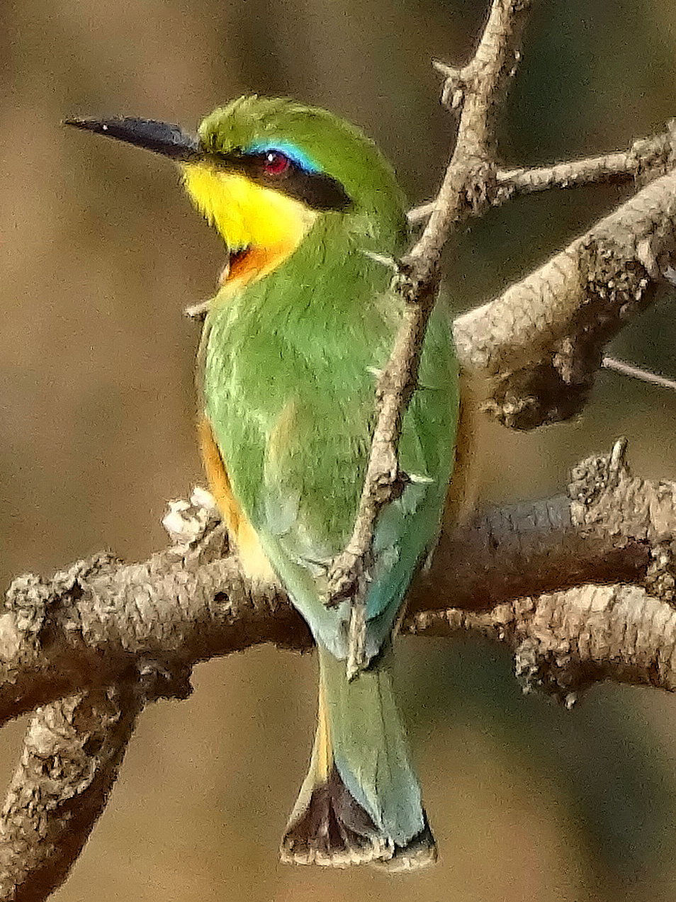 Uganda - Mboro NP
