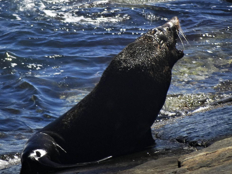 Australia - Kangaroo Island