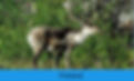 Finland