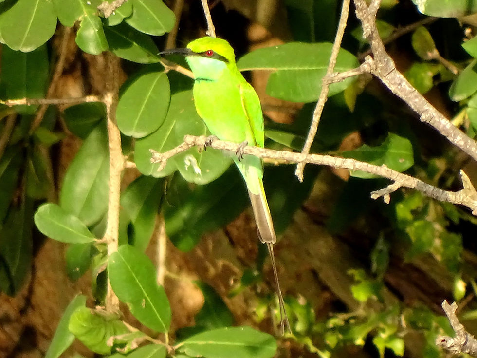 India - Green bee eater