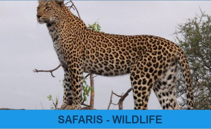 August - Safaris - Wildlife