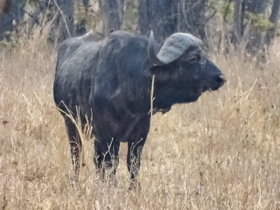 Malawi - Liwonde Nat Park