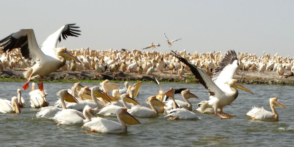 Senegal - around Saint-Louis