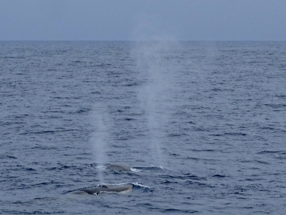 Antarctica - south Orkneys
