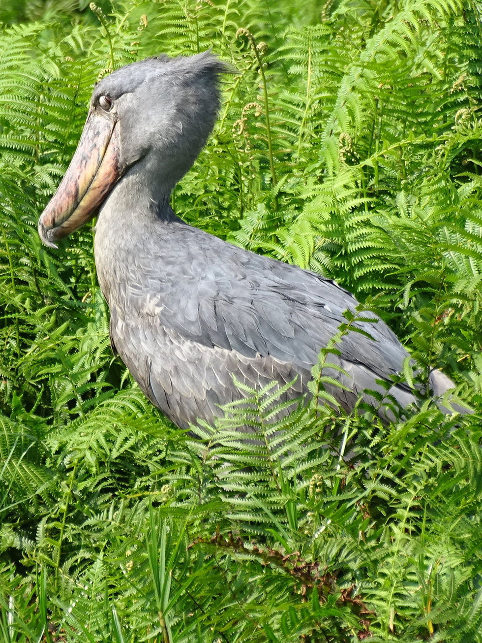Uganda - Queen Elizabeth NP