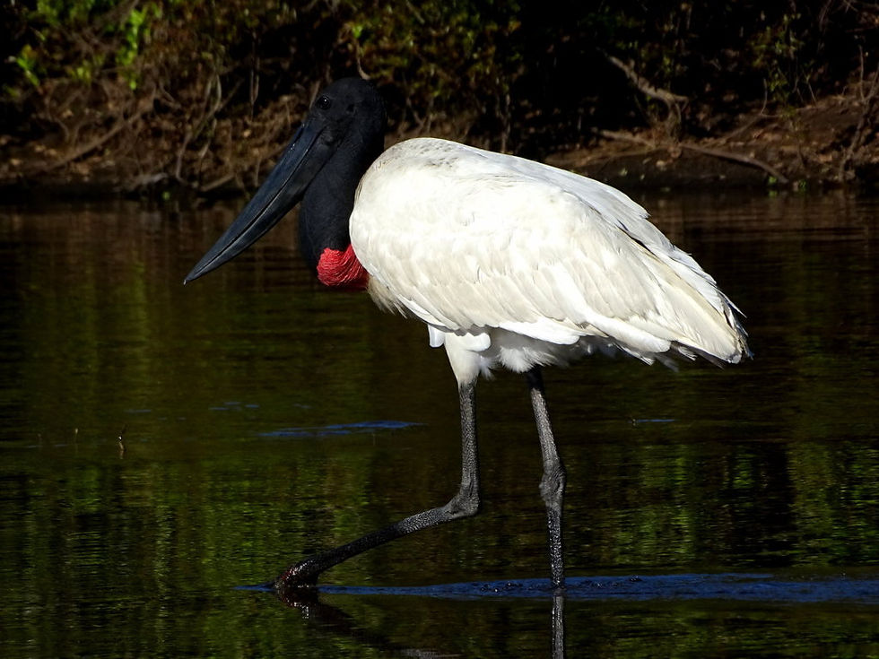 Brazil - South Pantanal