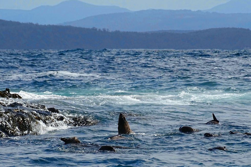 alia - Tasmania - Bruny island