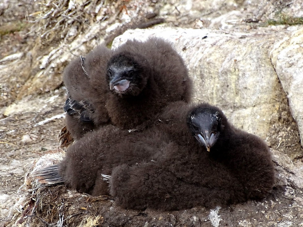 UK - Falklands