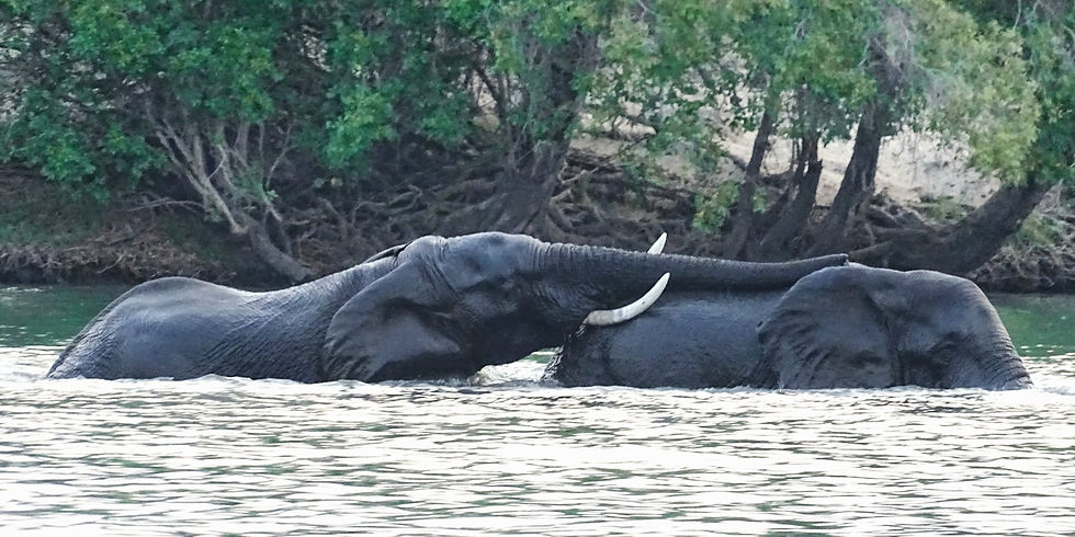 Zimbabwe - Safari