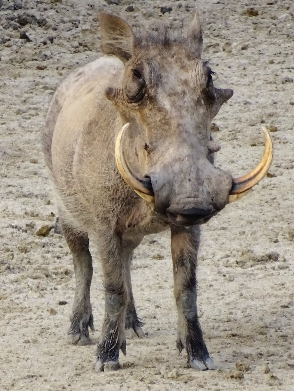 Uganda - Mboro NP