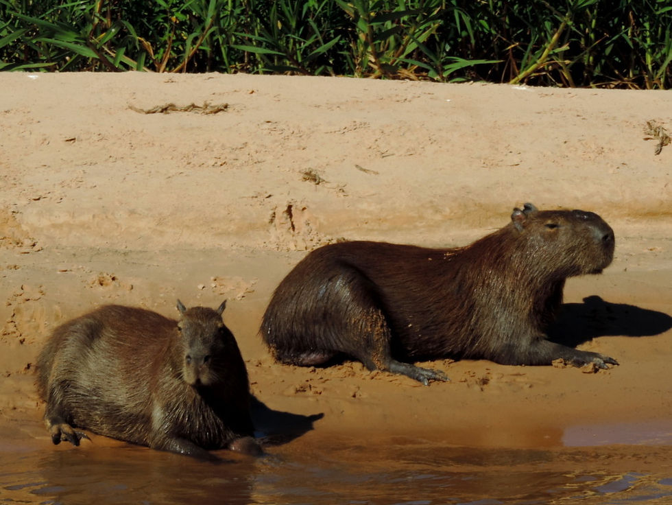 Brazil - North Pantanal