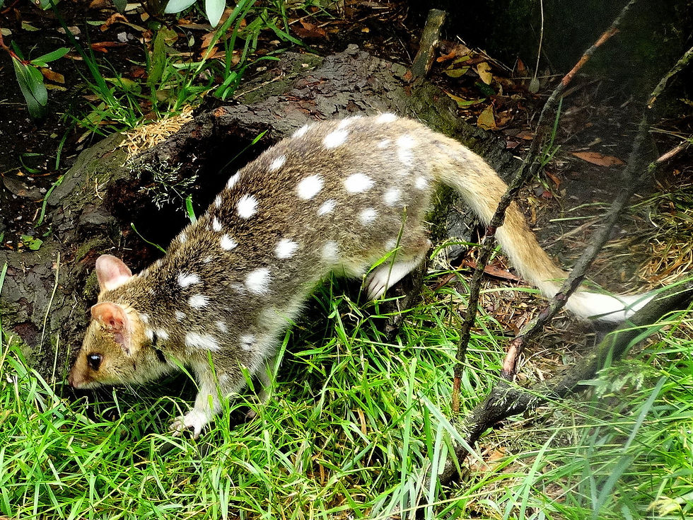 Australia - Tasmania - Highlands