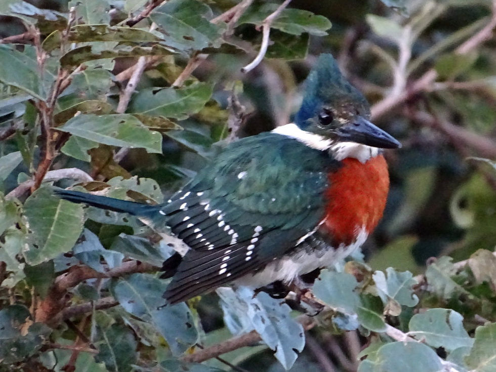 Brazil - South Pantanal