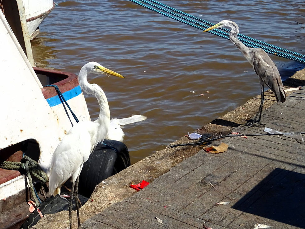 Brazil - Belem
