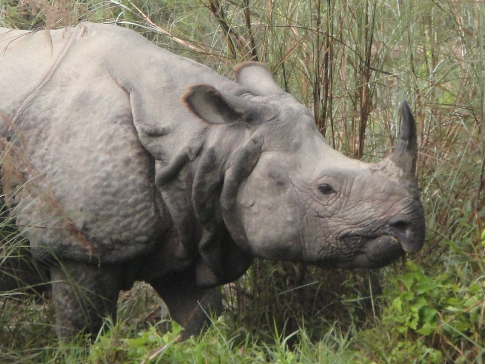 Nepal, Chitwan National Park