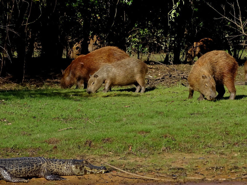 Brazil - South Pantanal