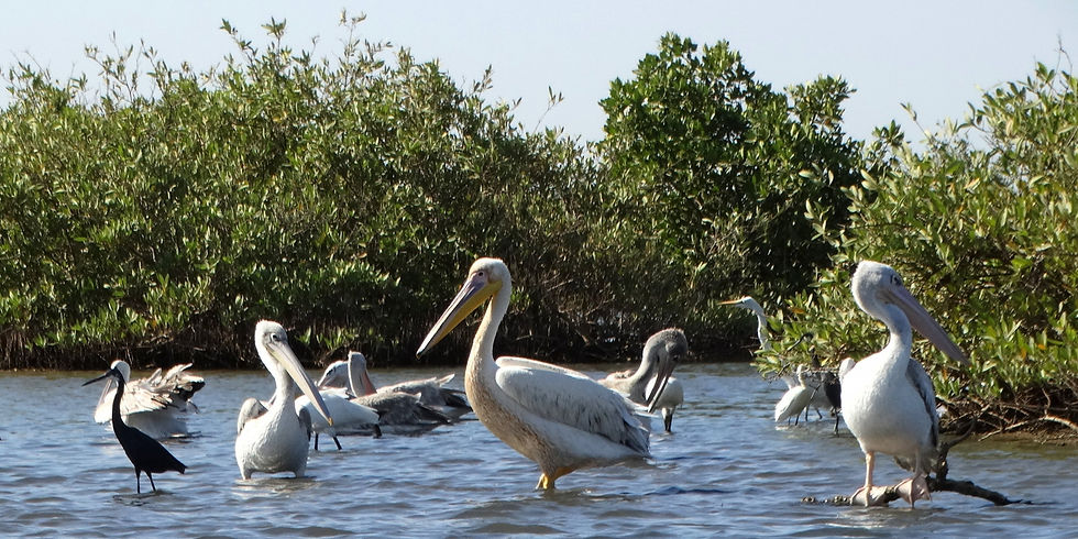 Senegal - Sine-Saloum Delta