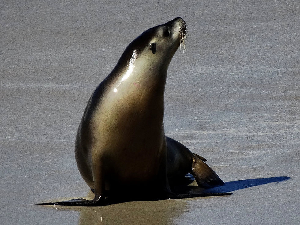 Australia - Kangaroo Island