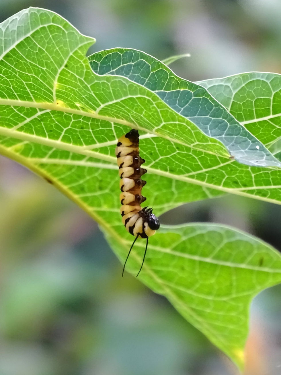 Costa Rica - Limon Province