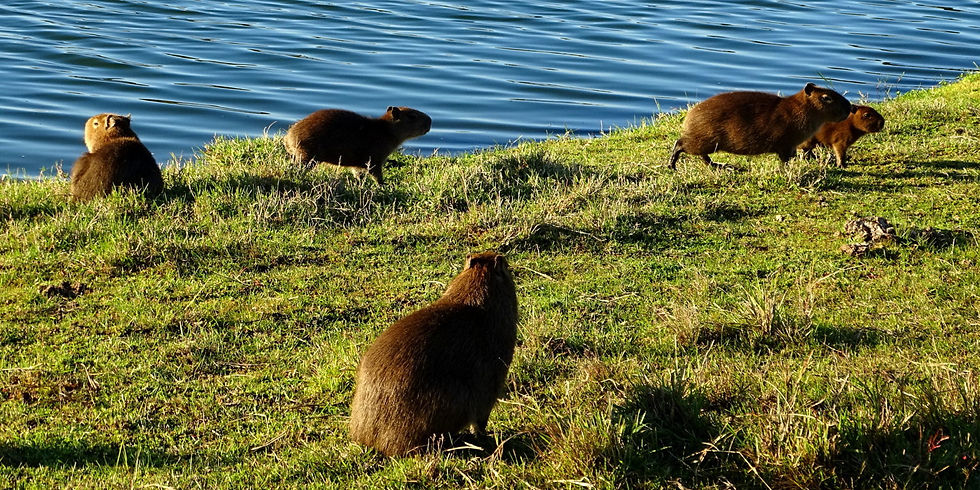 Brazil - South Pantanal