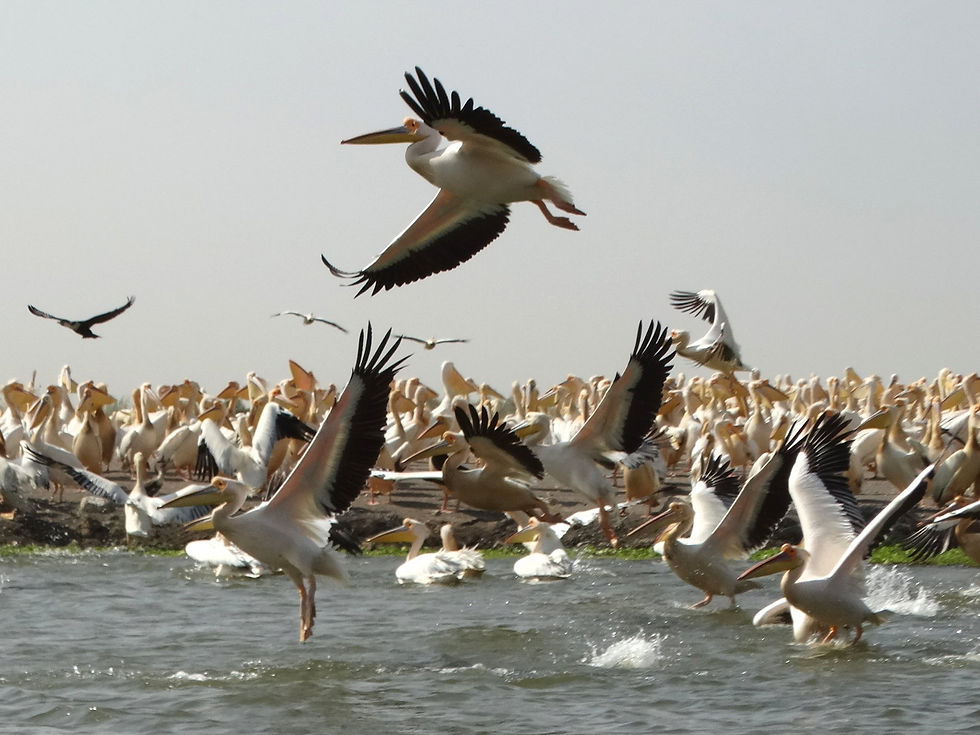 Senegal - around Saint-Louis